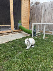 Connected to our bunny shed!
