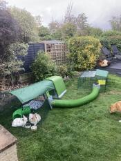 Love my rabbit set up!