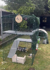 Welcome to the bunny zone 