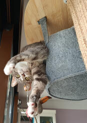 Hallo 