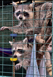 Enjoying the weather! Two of our rehab rehabilitation Raccoons here at Wild Nature Rescue. 