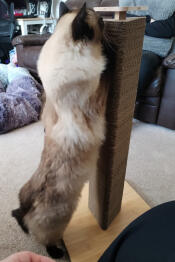 Parfait pour les chats turbulents !