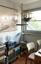 A kitten resting in the hammock which is set up with the Indoor Freestyle Cat Tree.