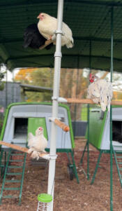 The girls new favourite hang