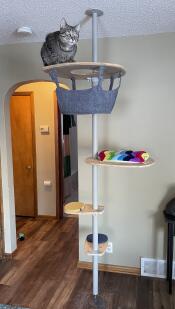 Mojo the cat sat on top of the hammock at the top of the freestyle cat tree.