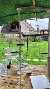 Inside and out, i love my cat trees