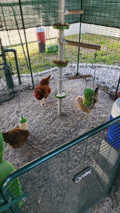 Freistehende barsche in unserem auslauf