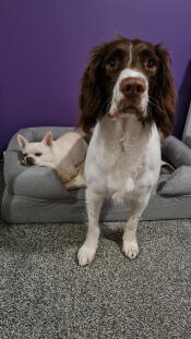 Il cane più piccolo pensa sempre che il letto più grande sia il suo!