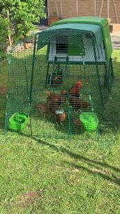 Chickens in their run connected to a green chicken coop