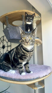 I love this cat tree and so do my kittens! 