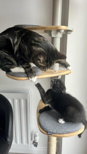 When your big sister’s not keen on sharing ‘her’ cat tree! 