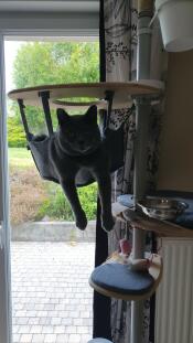 A cat in the hammock of an indoor cat tree
