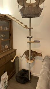 A tiger cat enjoying time on the freestyle cat tree.