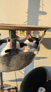 Sunny snoozes in his favourite spot