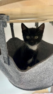 Willow in the hammock