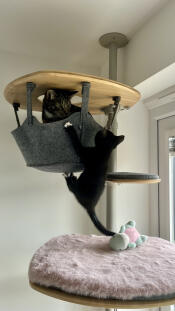 Willow learning to climb into the hammock