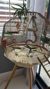 Elegant and Practical for my Conure