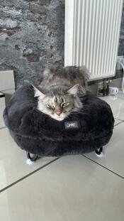 A Maine Coon cat in a dark grey donut shaped bed