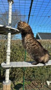 Enveloppes pour chats