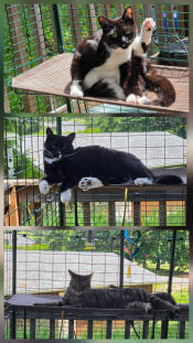 Happy cats!