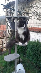 A cat sitting on their outdoor freestyle cat tree with various accessories.
