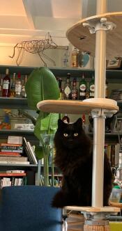 A black fluffy cat sitting on a step of his indoor cat bed