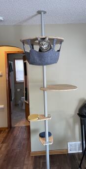 Mojo the cat sitting in the hammock at the top of the cat tree.