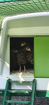 It costs money, but it is worth it!