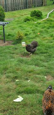 Meget God aktivitet for pigerne 