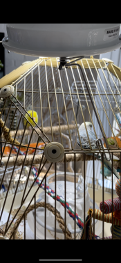 Much bigger space for small birds