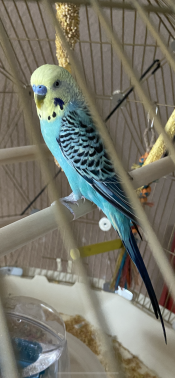 Happy Budgie!