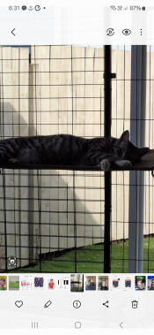 Fantastic cat shelf!