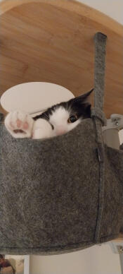 Genieten van de krabpaal