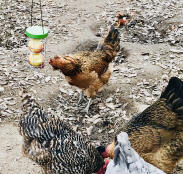 Omlet Caddi Chicken Treat Holder with Apples inside with chicken pecking at it