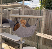 Amber having an after lunch nap in her hammock