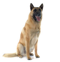 Belgian Shepherd Dog (Malinois)