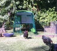 Two chickens roaming outside of their coop and run