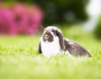 Mini Lop