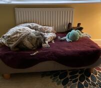 It’s a hit with our schnauzer