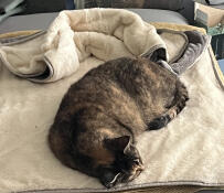 I find my cat on this blanket many mornings 