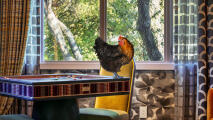 Whole home chicken perched on table