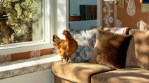 Whole home chicken on sofa
