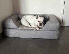 A dog resting on his bed