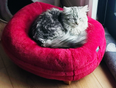 A cat resting on his pink donut shaped cat bed