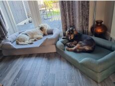 Bestes hundebett aller zeiten !!!