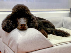 Le meilleur lit du monde