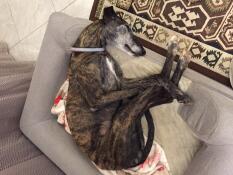 Un grand chien dormant sur son lit gris avec traversin et surmatelas matelassé