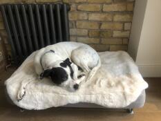 Ein weiß-schwarzer hund liegt auf seinem Topology hundebett mit schafsfellauflage