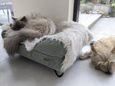 2:a korgen upptagen av katten