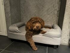 A dog resting on a grey bolster bed